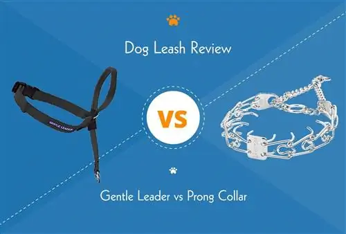 Gentle Leader vs Prong Collar: Alin ang Pinakamahusay para sa Iyong Aso?