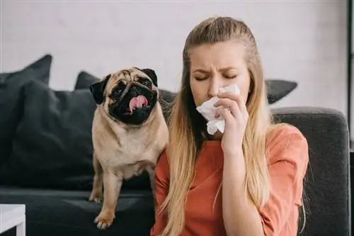 blonde na babae na allergic sa aso na bumabahing sa tissue malapit sa kaibig-ibig na pug_lightfield studios_shutterstock