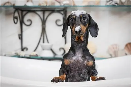 l'heure du bain du teckel