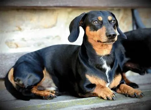 Dachshund có ít gây dị ứng không? Mẹo để giảm dị ứng & Câu hỏi thường gặp