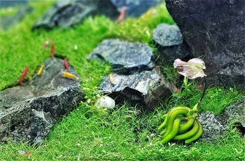 halaman ng freshwater banana sa aquarium