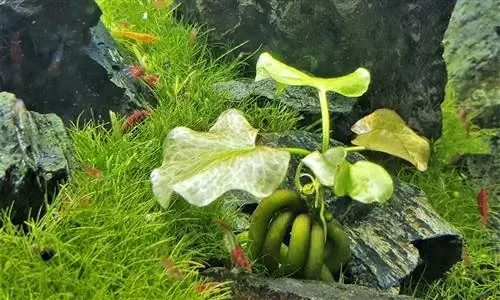 Akvarium Banan Bitkisi: Qulluq, Əkin & Çoxalma Məsləhətləri (Şəkillərlə)