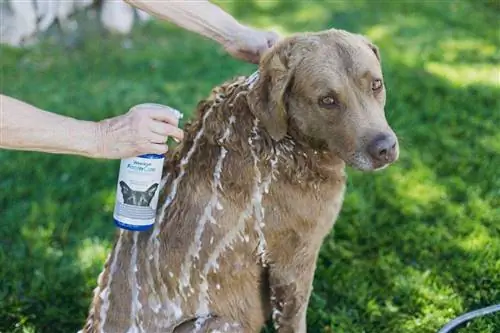 6 shamponët më të mirë për qentë për pikat e nxehta në 2023 – Shqyrtime & Zgjedhjet kryesore