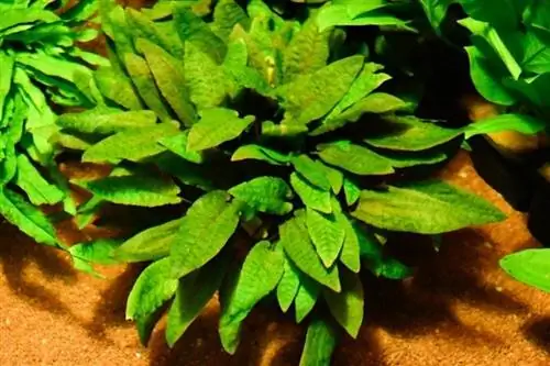 Cryptocoryne-bitki-akvarium_Andrej-Jakubik_shutterstock