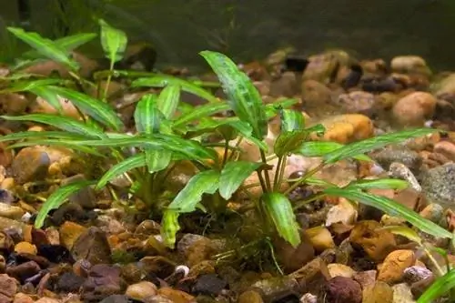 Water Trumpet: Paano Magtanim & Lumago (Kumpletong Gabay sa Pangangalaga)