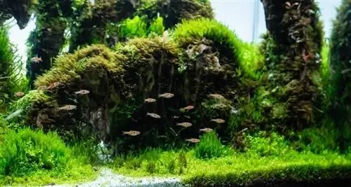 6 Pinakamahusay na Aquarium Plant Fertilizer sa 2023 – Mga Review & Mga Nangungunang Pinili