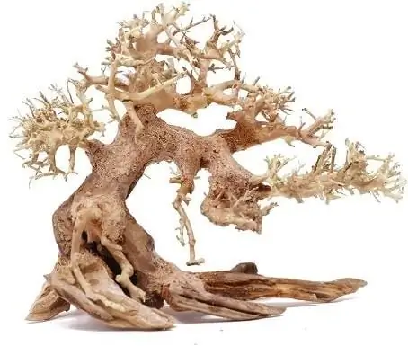 Bonsai Driftwood Aquarium