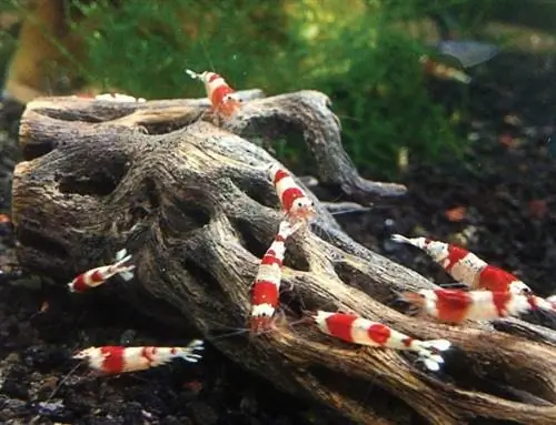 SunGrow Cholla Ntoo Aquarium