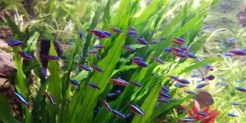 Amazon Sword/Echinodorus Aquarium Plant: Skötsel, plantering & Fördelar