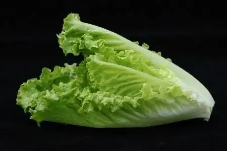 selada romaine