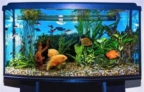 So bauen Sie ein Aquarium: Einfache 12-Schritte-Anleitung, der Sie folgen können