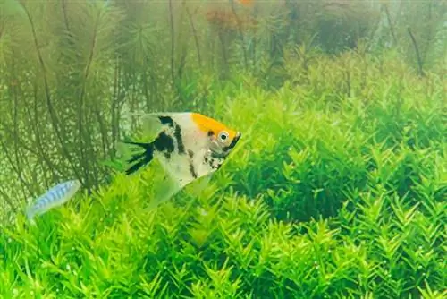 koi angelfish i akvarium med vandplanter