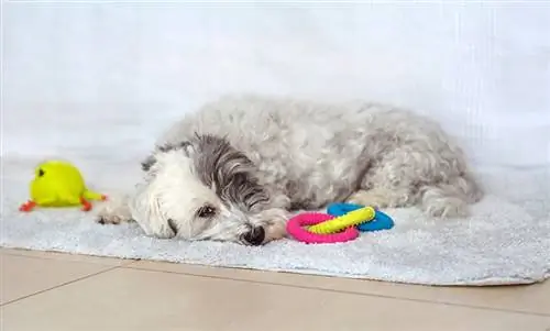 Depresso triste anziano cane Havanese posa e non vuole giocare con i suoi giocattoli