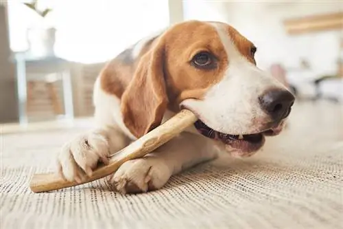 tanduk pengunyah beagle