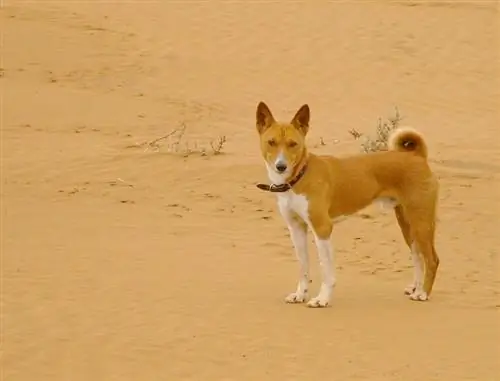 Basenji i en ørken