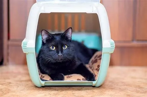 schwarze Katze in einer Transportbox