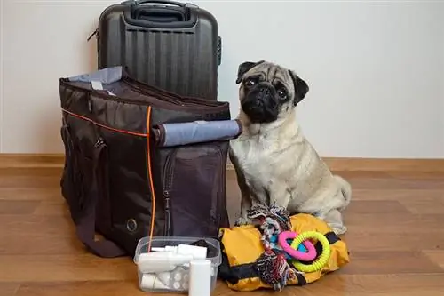 Pug dog ay nakaupo malapit sa carrier na may travel kit