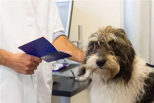 veterinar care verifică un câine cu certificat de sănătate pe mână