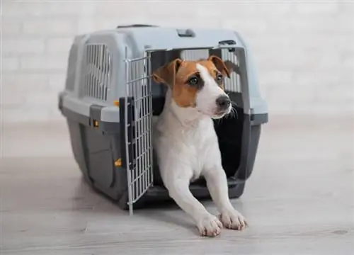 jack russell terrier dog sa loob ng isang travel carrier box