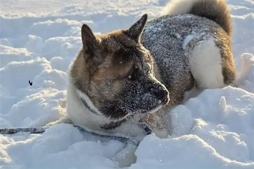 Akita liggend op de grond bedekt met sneeuw