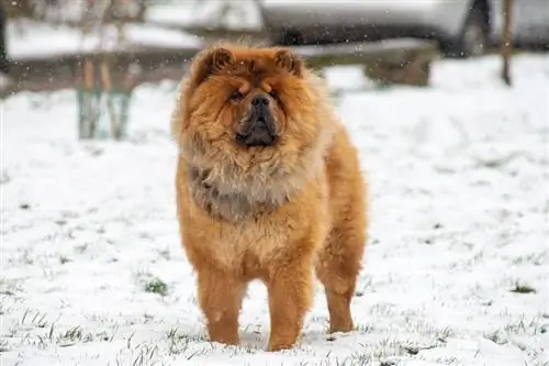 Chowchow in de sneeuw