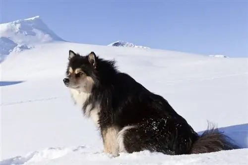 Lapphund الفنلندية في الجبل الثلجي