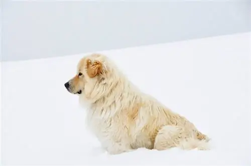 Grote Pyreneeën in diepe sneeuw