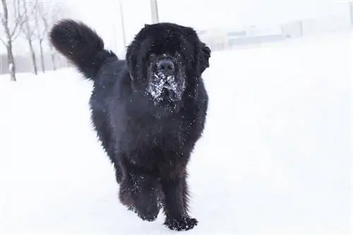 Newfoundland spelen in de sneeuw