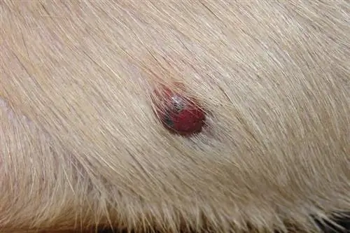 Hemangiosarcoma của da