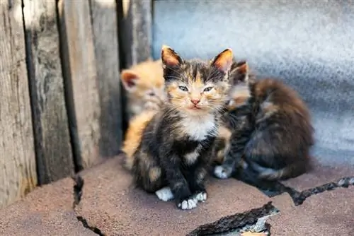 gatinhos abandonados na rua