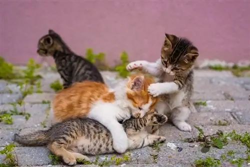 quatro gatinhos brincando na rua