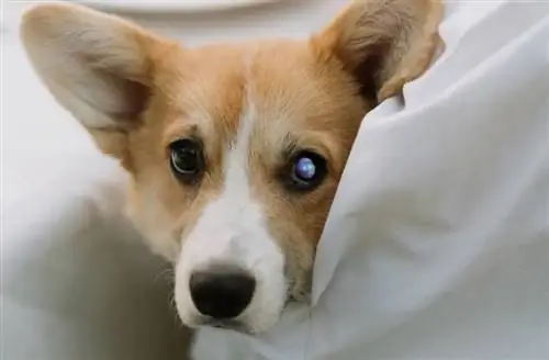 Common Corgi Qhov Muag Teebmeem - Progressive Retinal Atrophy