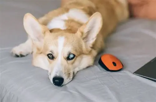 Häufige Corgi-Augenprobleme – Katarakte