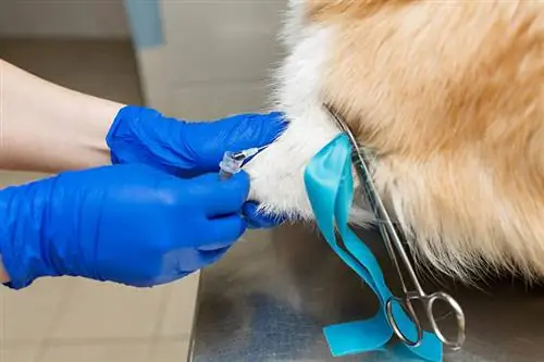 Corgi uji darah dokter hewan profesional