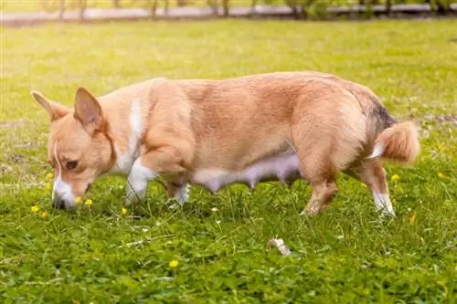 Corgi hamil berjalan di rerumputan