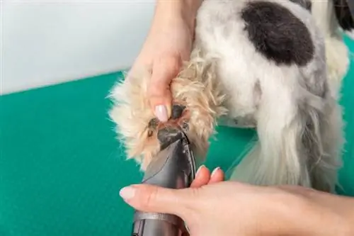 peluquero limpiando pata de perro en el salón de aseo