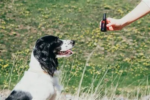 leende hund tittar på flaskan med olja