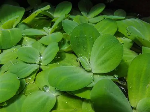 duckweed