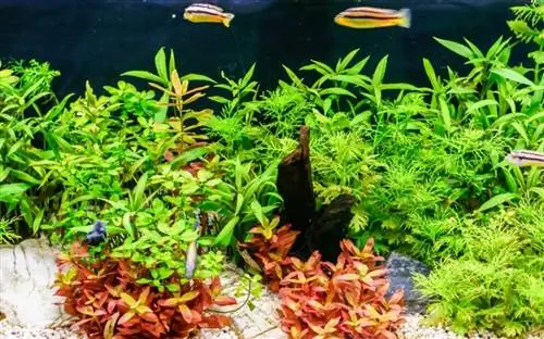 vand blåregn Hygrophila difformis akvarieplante i tank