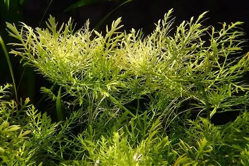 Vatten Wisteria (Hygrophila difformis): Växtvård, odling & Förökning