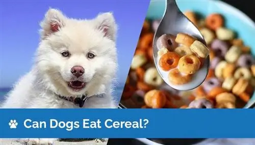 Dürfen Hunde Müsli essen? Ist Getreide für Hunde sicher?