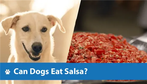 Dürfen Hunde Salsa essen? Wie gesund ist es?