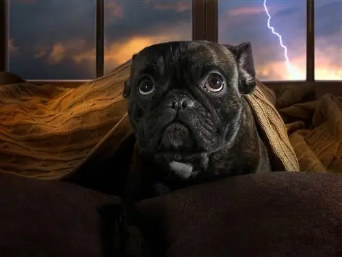 perro con miedo a la tormenta