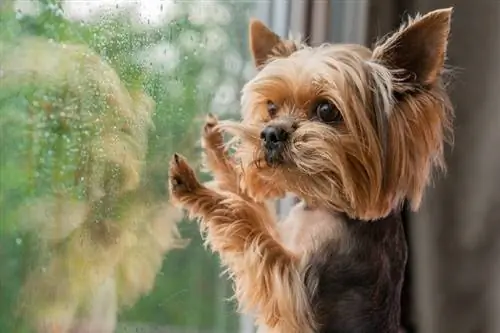 Wat moet ik doen als mijn hond niet wil plassen in de regen?