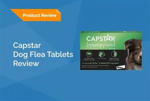 ถามสัตวแพทย์: รีวิวแท็บเล็ต Capstar Flea 2023 – ข้อดีข้อเสีย & คำตัดสิน