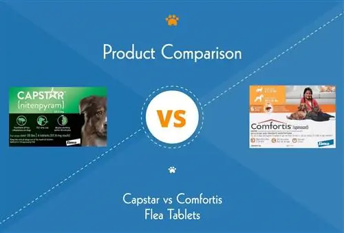 Capstar vs Comfortis Flea Tabs: Γνώμη κτηνιάτρου για το ποιο είναι το καλύτερο για το κατοικίδιό σας