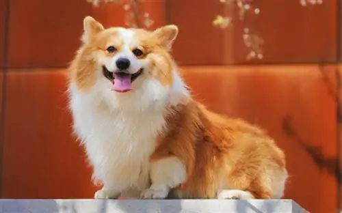 beton bir platform üzerinde corgi köpek