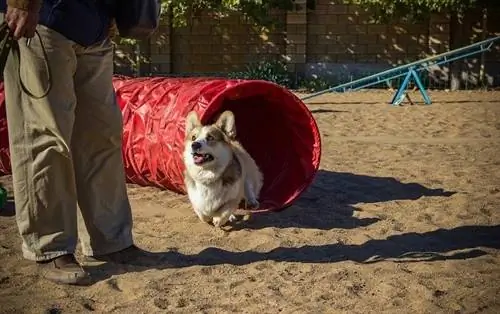 Walliese Corgi Pembroke-opleiding