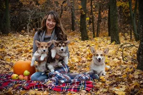 wanita berpiknik dengan corgi