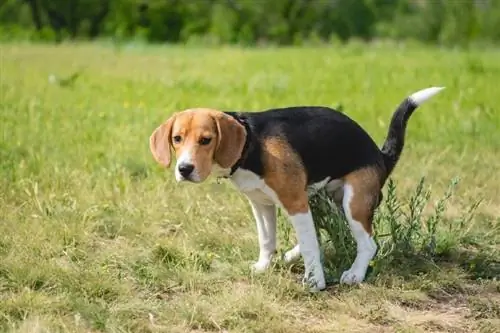 çimlere kaka yapan beagle